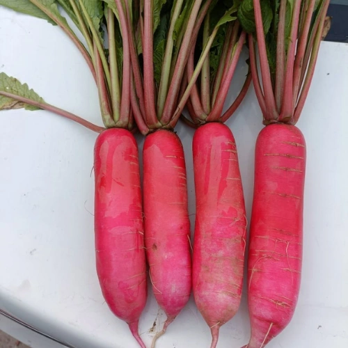 Red Long Radish (Laal Mooli) Seeds for Kitchen Gardening in Pakistan Red Long Radish (Laal Mooli) Seeds for Kitchen Gardening in Pakistan