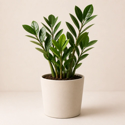 ZZ Plant in nursery pot Zamioculcas zamiifolia indoor plant ZZ Plant in nursery pot Zamioculcas zamiifolia indoor plant