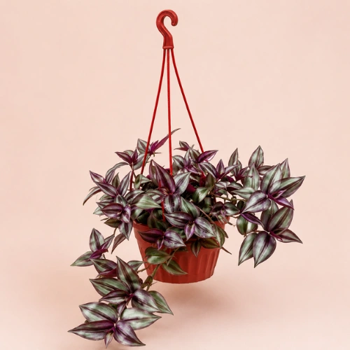 Wandering Jew Plant with hanging pot in Pakistan Wandering Jew Plant with hanging pot in Pakistan