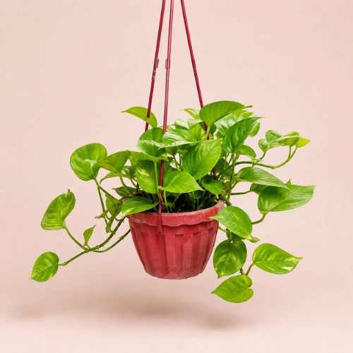Money Plant with Hanging Pot in Pakistan Money Plant with Hanging Pot in Pakistan