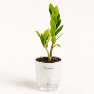 ZZ Plant with self-watering pot for indoor home and office in Pakistan