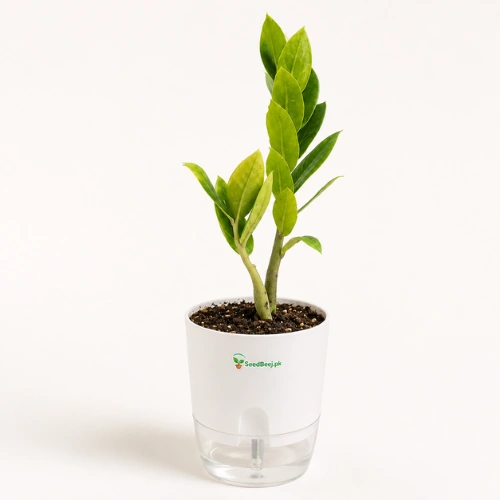 ZZ Plant with self-watering pot for indoor home and office in Pakistan