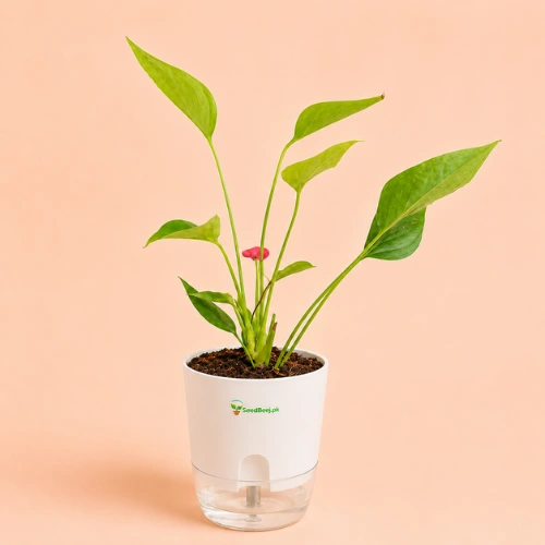 Buy Pink Anthurium Plant with Self-Watering Pot in Pakistan
