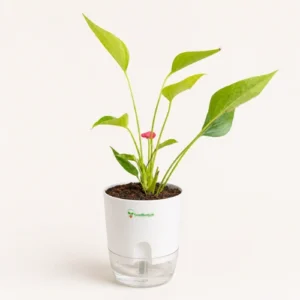 Pink Anthurium Plant with Self-Watering Pot in Pakistan Pink Anthurium Plant with Self-Watering Pot in Pakistan