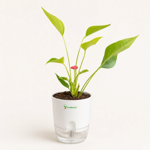 Pink Anthurium Plant with Self-Watering Pot in Pakistan
