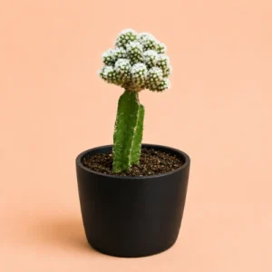 Mammillaria Grafted Cactus Plant in Pakistan