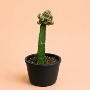 Buy Mammillaria bocasana Fred Grafted Cactus in Pakistan