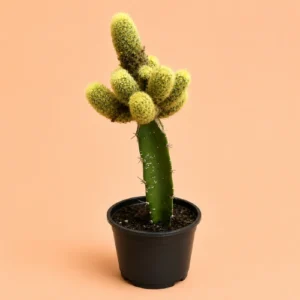 Buy Chamaecereus lutea Yellow Peanut Cactus Grafted plant Buy Chamaecereus lutea Yellow Peanut Cactus Grafted plant