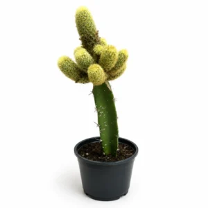Yellow Peanut Cactus grafted plant Yellow Peanut Cactus grafted plant