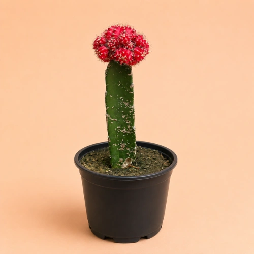 Buy Grafted Red Moon Cactus Gymnocalycium in Pakistan Buy Grafted Red Moon Cactus Gymnocalycium in Pakistan