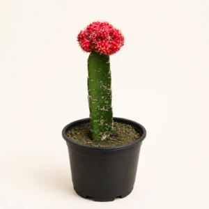 Grafted Red Moon Cactus Gymnocalycium in Pakistan Grafted Red Moon Cactus Gymnocalycium in Pakistan