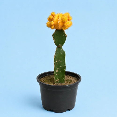 uy Yellow Grafted Moon Cactus Gymnocalycium in Pakistan