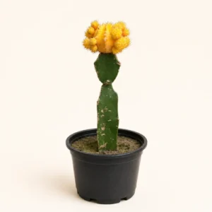 Yellow Grafted Moon Cactus Gymnocalycium in Pakistan Buy Yellow Grafted Moon Cactus Gymnocalycium in Pakistan