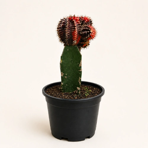 Fuchsia Moon Cactus Grafted Gymnocalycium in Pakistan Fuchsia Moon Cactus Grafted Gymnocalycium in Pakistan
