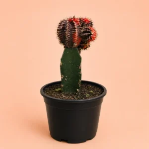 Fuchsia Moon Cactus Grafted Gymnocalycium in Pakistan Fuchsia Moon Cactus Grafted Gymnocalycium in Pakistan