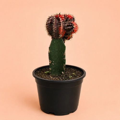 Fuchsia Moon Cactus Grafted Gymnocalycium in Pakistan