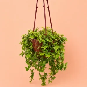 Buy Turtle Vine with Hanging Pot Callisia repens in Pakistan Buy Turtle Vine with Hanging Pot Callisia repens in Pakistan