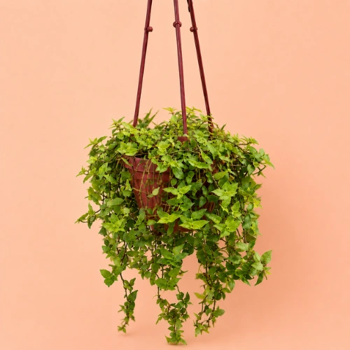 Buy Turtle Vine with Hanging Pot Callisia repens in Pakistan