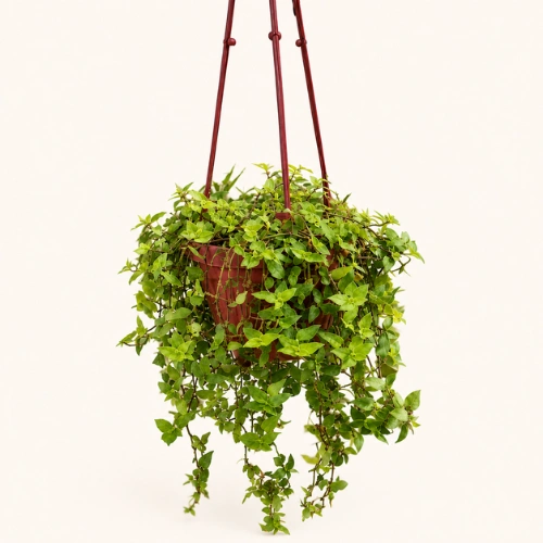 Turtle Vine with Hanging Pot Callisia repens in Pakistan Turtle Vine with Hanging Pot Callisia repens in Pakistan