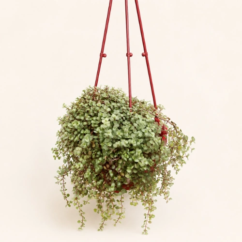 Variegated Turtle Vine with Hanging Pot in Pakistan Variegated Turtle Vine with Hanging Pot in Pakistan