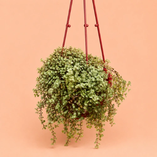 Buy Variegated Turtle Vine with Hanging Pot in Pakistan