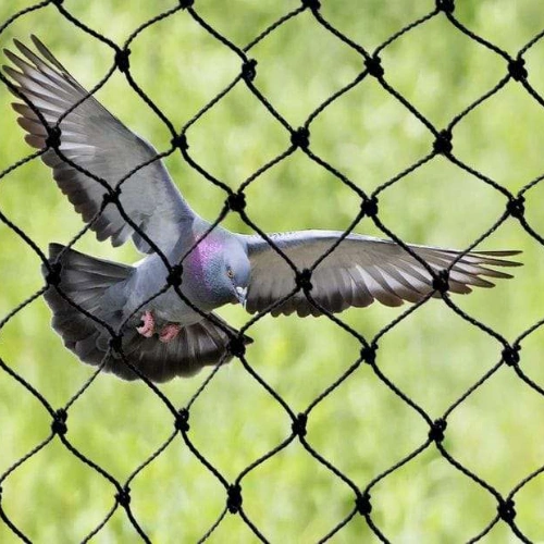 Bird Net Anti Bird Mesh for Plants and Garden in Pakistan Bird Net Anti Bird Mesh for Plants and Garden in Pakistan