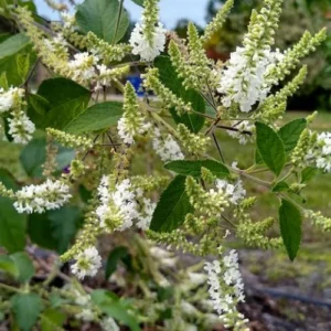 Buy Sweet Almond Bush plant Buy Sweet Almond Bush plant
