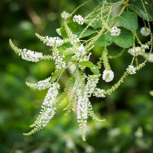 Aloysia virgata Sweet Almond Bush Plant in Pakistan Aloysia virgata Sweet Almond Bush Plant in Pakistan