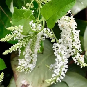 Buy Sweet Almond Bush plant Buy Sweet Almond Bush plant