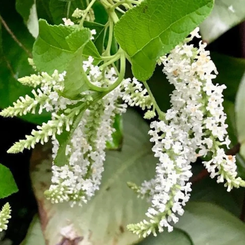 Buy Sweet Almond Bush plant