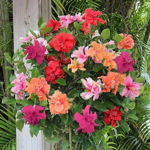 Double petal hibiscus plant