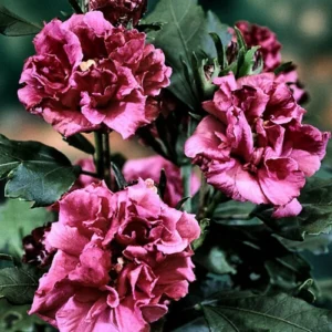 Double petal hibiscus plant Double petal hibiscus plant