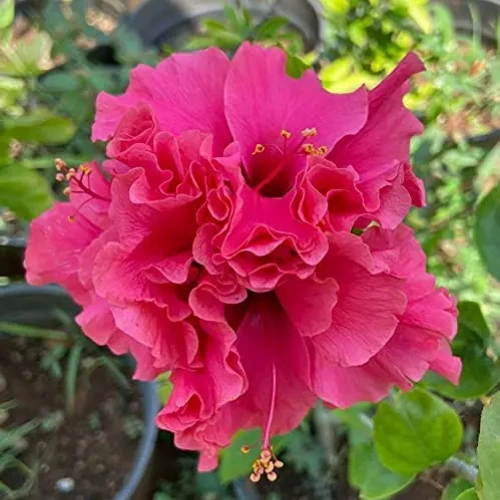 Double Hibiscus Mix Color Plant in Pakistan