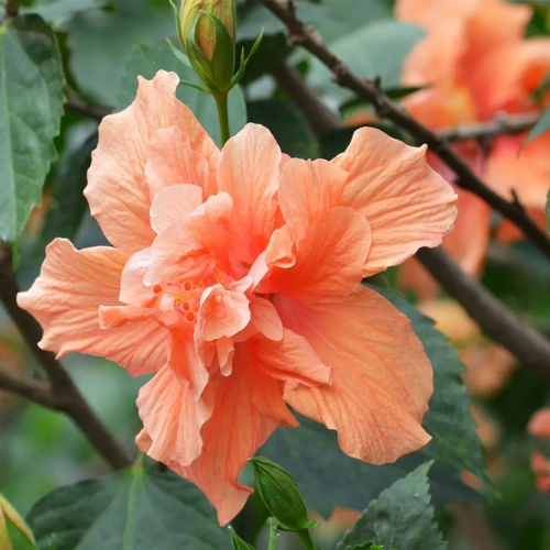 Buy Double petal hibiscus plant Buy Double petal hibiscus plant