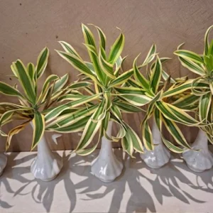 Dracaena reflexa online in Pakistan