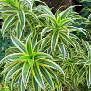 Buy Song of India Plant (Dracaena reflexa)