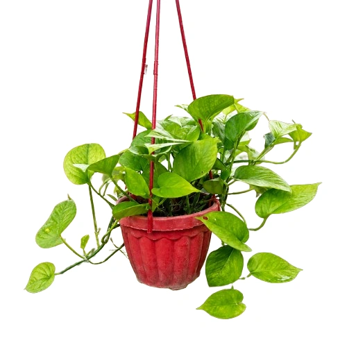 Buy Money Plant with Hanging Pot in Pakistan