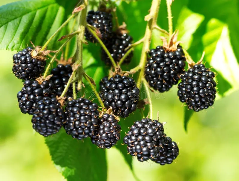 How to Grow Berries |Care guide and Growing tips in Pakistan How to Grow Berries |Care guide and Growing tips in Pakistan