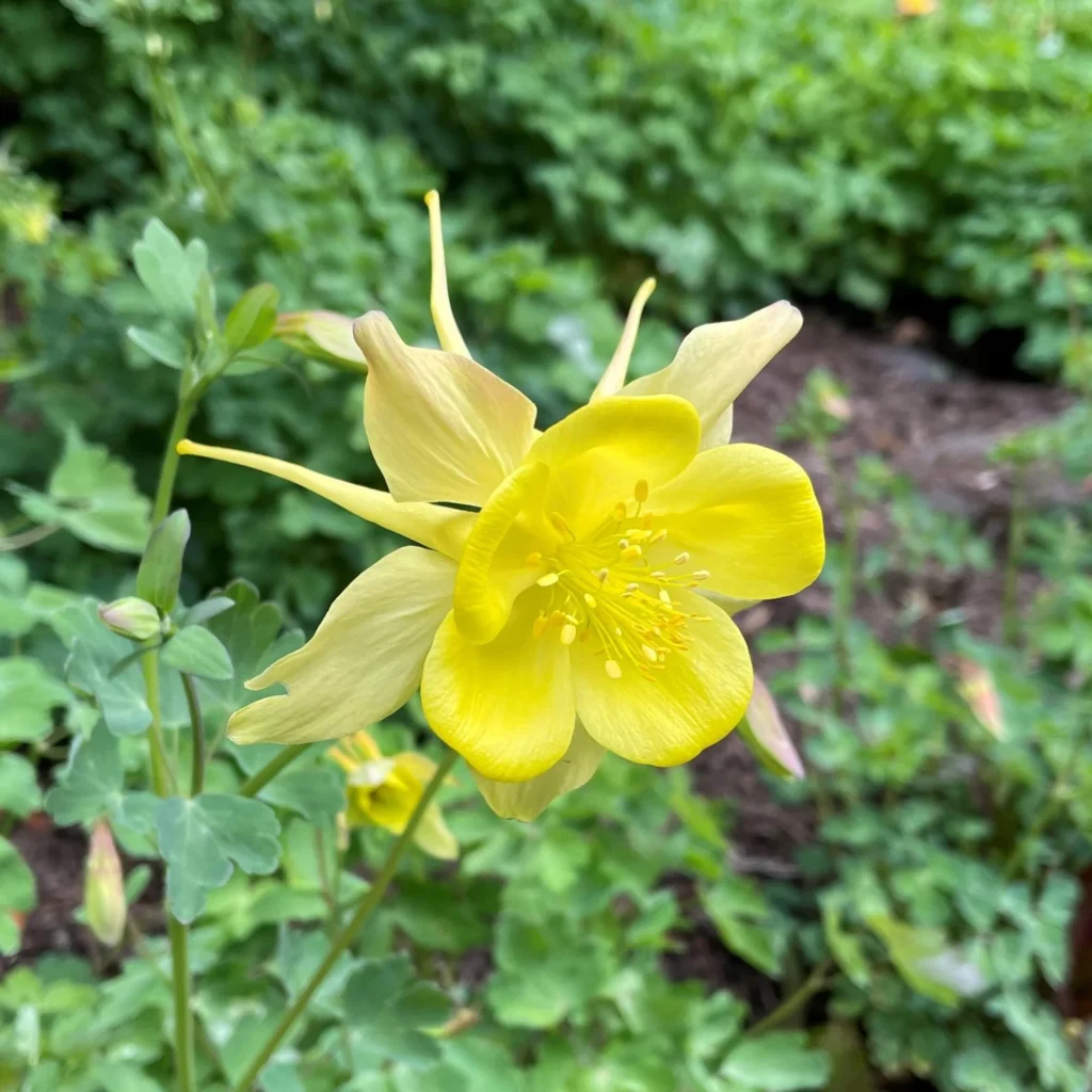 Learn How to Grow Aquilegia from Seed in Pakistan