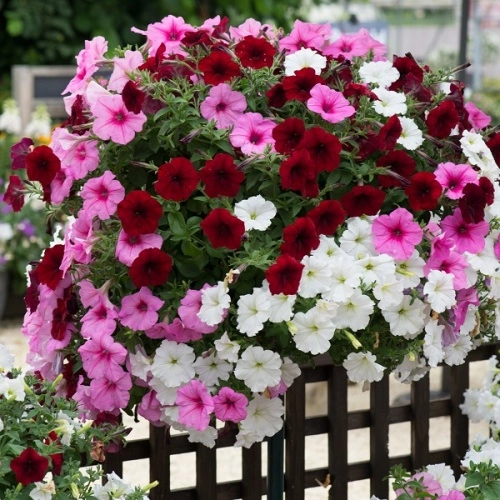 Premium Hanging Petunia Seeds for colorful trailing flowers in hanging baskets, balcony planters, and garden containers.