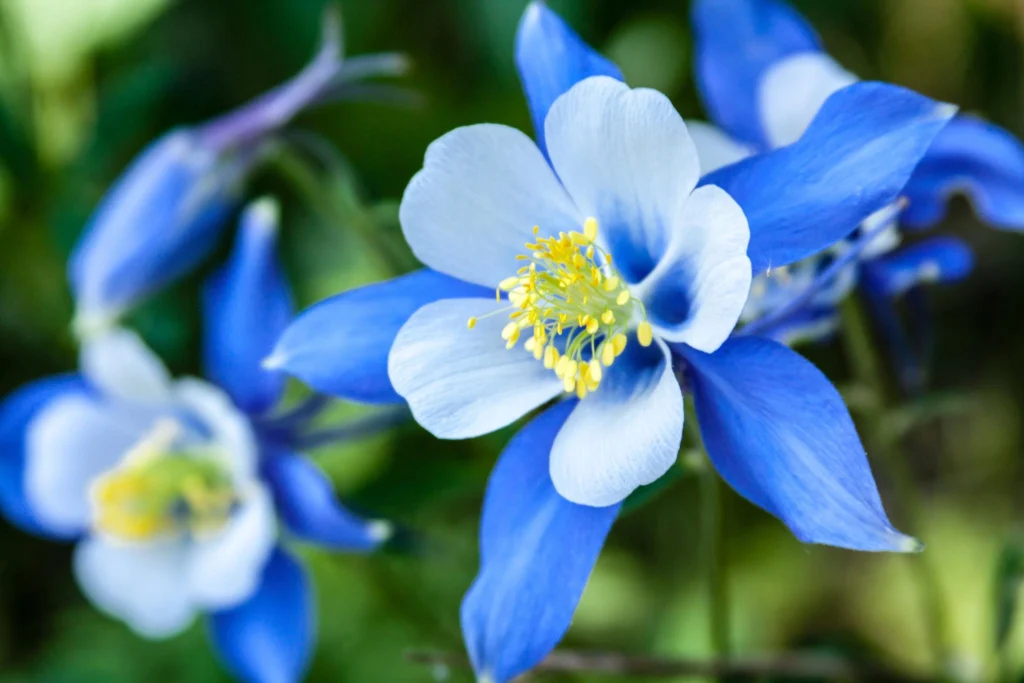 Learn How to Grow Aquilegia from Seed