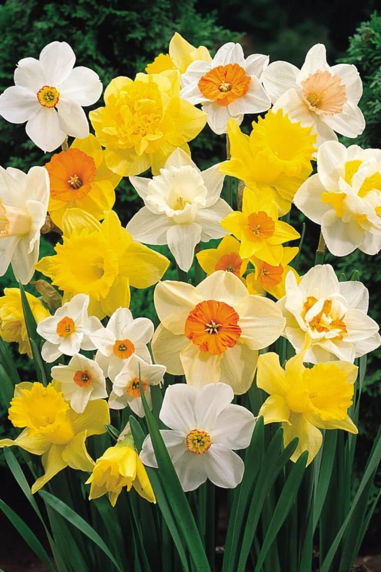 Daffodil Plant Care Guide in Pakistan | How to Grow Healthy Daffodils (Narcissus) Daffodil Plant Care Guide in Pakistan | How to Grow Healthy Daffodils (Narcissus)