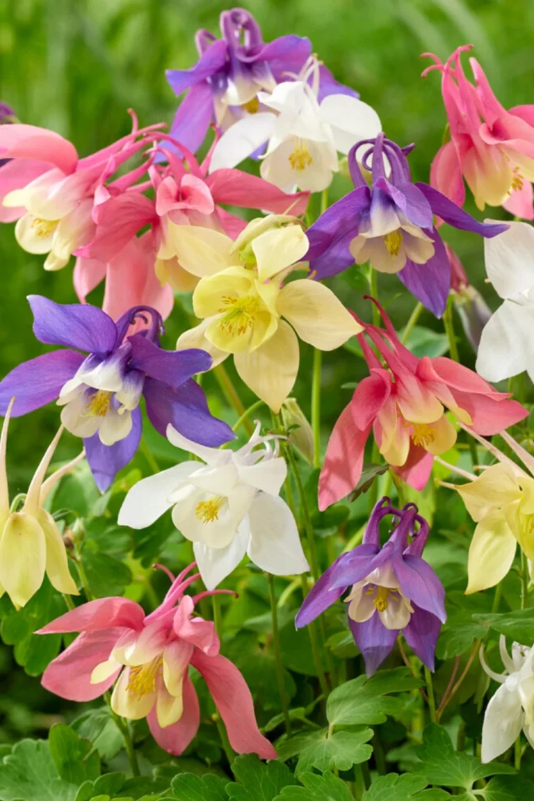 How to Grow Aquilegia (Columbine) from Seed: Complete Growing & Care Guide Grow Aquilegia (Columbine) from Seed