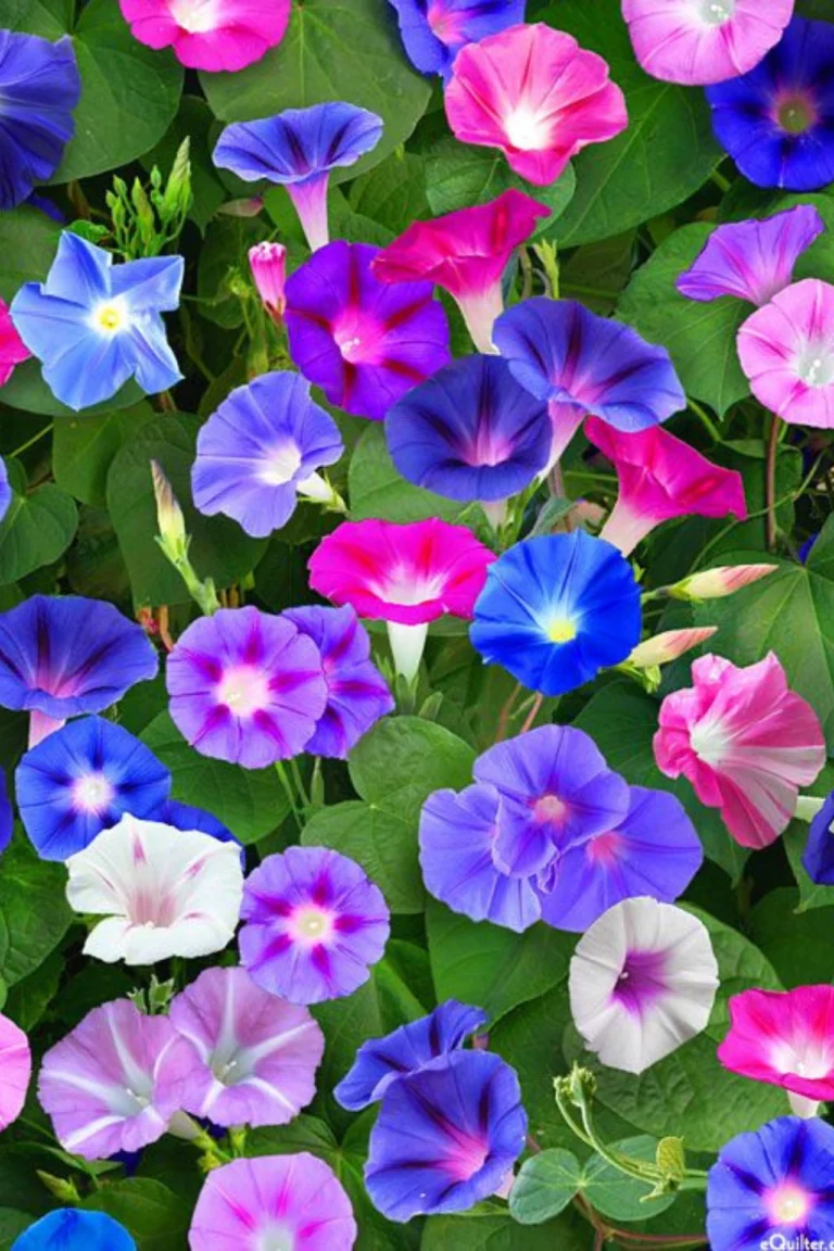 How to Grow Ipomoea Morning Glory from Seed in Pakistan: Complete Sowing & Care Guide 2026 Grow Ipomoea Morning Glory from Seed in Pakistan