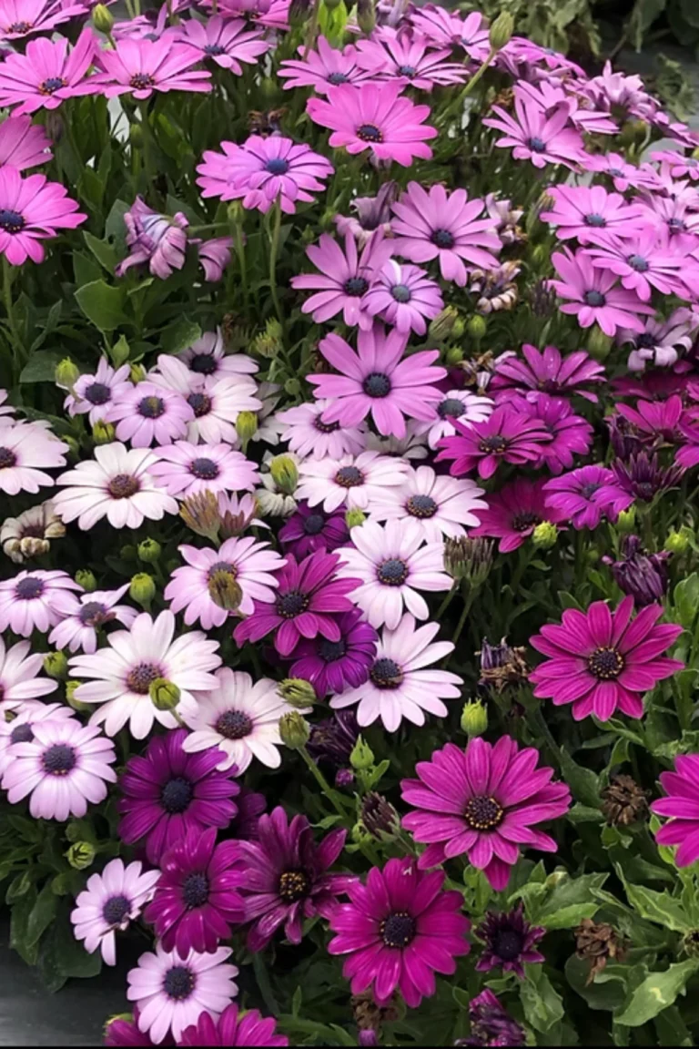 Osteospermum Seeds Guide – How to Grow African Daisies in Pakistan Osteospermum Seeds Guide. Complete African Daisy Seeds Growing Guide