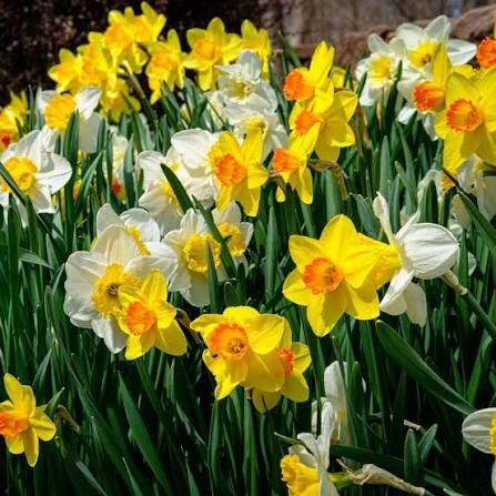 Daffodil Plant Care Guide in Pakistan | How to Grow Healthy Daffodils (Narcissus) Daffodil plant care guide for healthy spring flowers in Pakistan