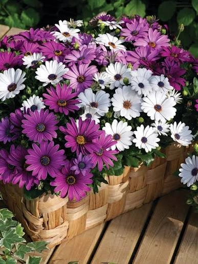 Osteospermum Seeds Guide – How to Grow African Daisies in Pakistan Osteospermum Seeds Guide. Complete African Daisy Seeds Growing Guide