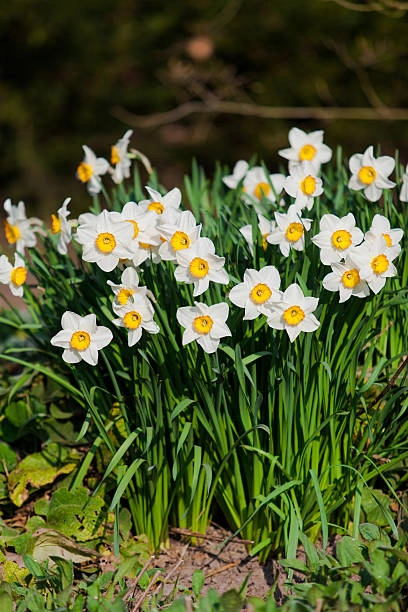 Daffodil Plant Care Guide in Pakistan | How to Grow Healthy Daffodils (Narcissus) Daffodil plant care guide for healthy spring flowers in Pakistan