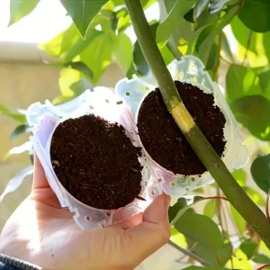 Air Layering Cup Plant