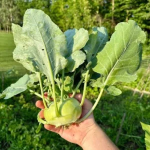 kohlrabi seeds online in Pakistan